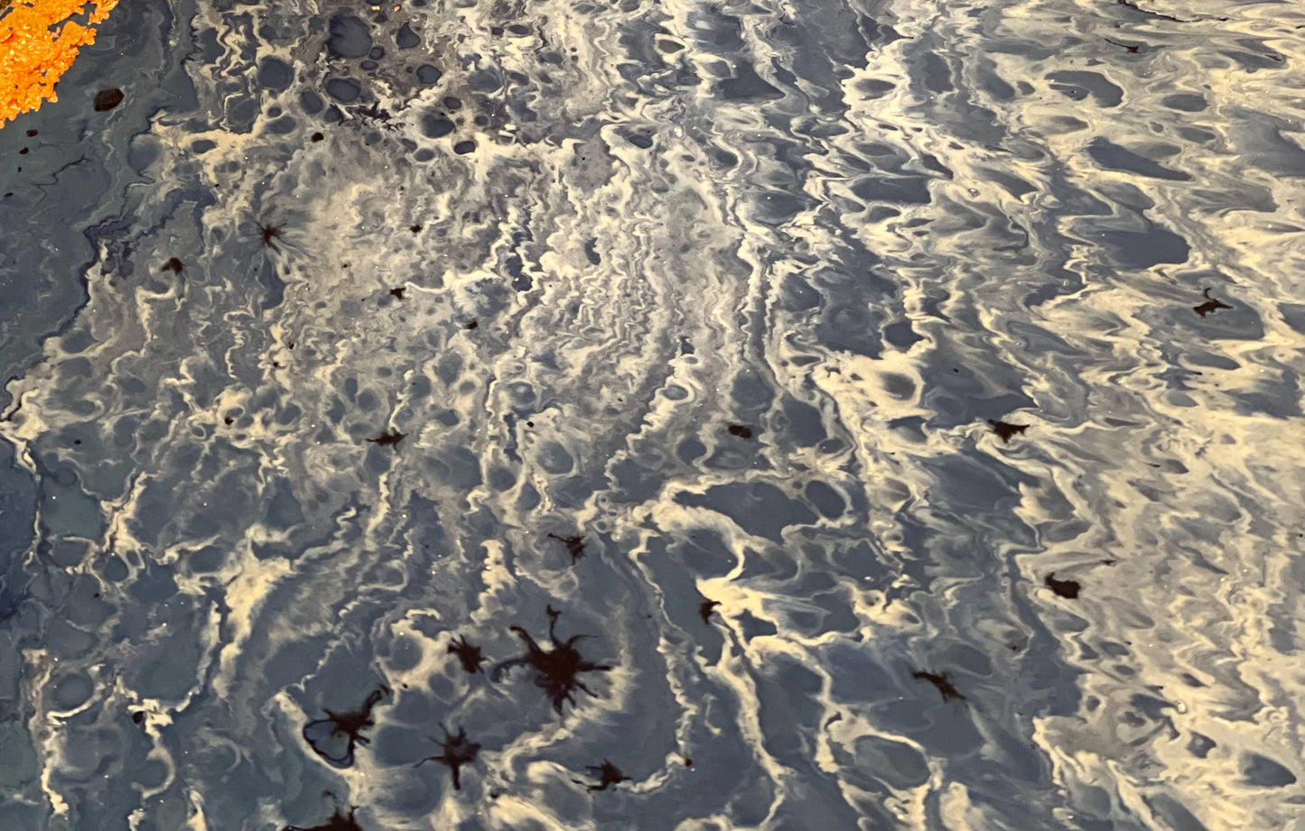 'Horizon'